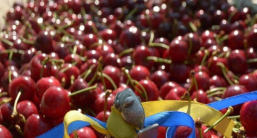 Jak správně skladovat třešně doma v bytě a trvanlivost bobulí